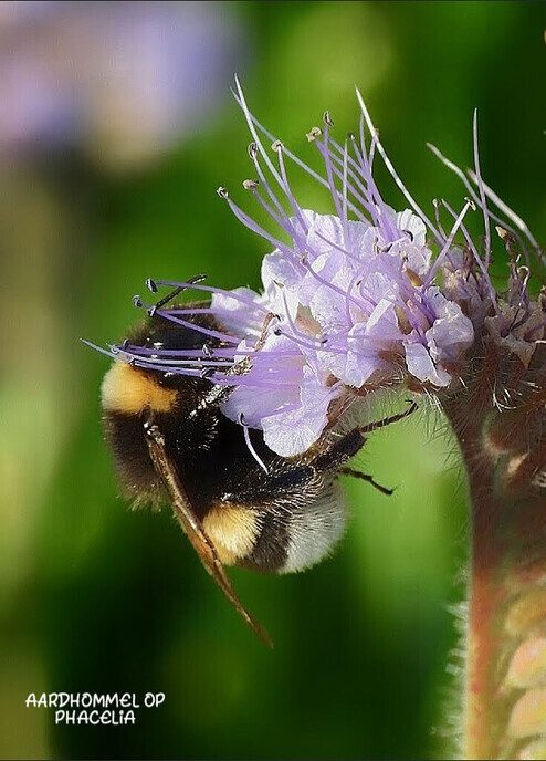 Een (kleine) variatie van de natuur - Foto: Femmie Smink