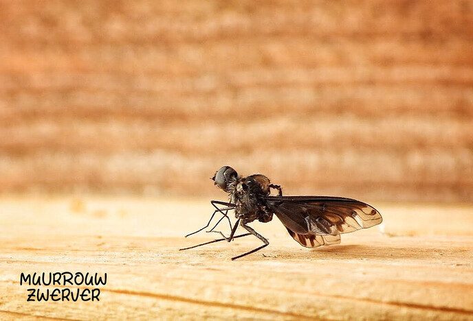 Een (kleine) variatie van de natuur - Foto: Femmie Smink