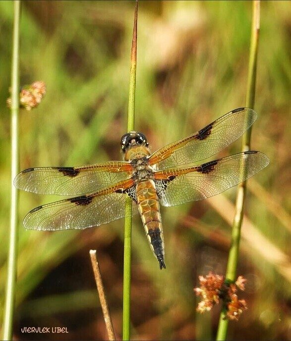 Wandeling nabij Takkenhoogte - Foto: Femmie Smink