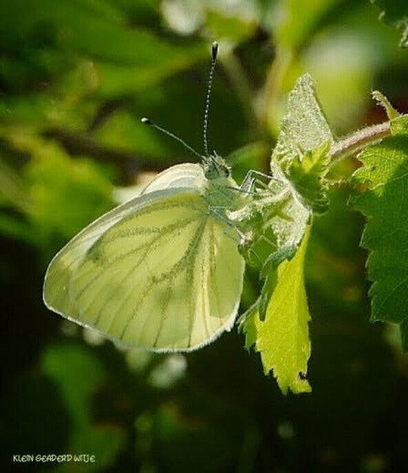 Wandeling nabij Takkenhoogte - Foto: Femmie Smink