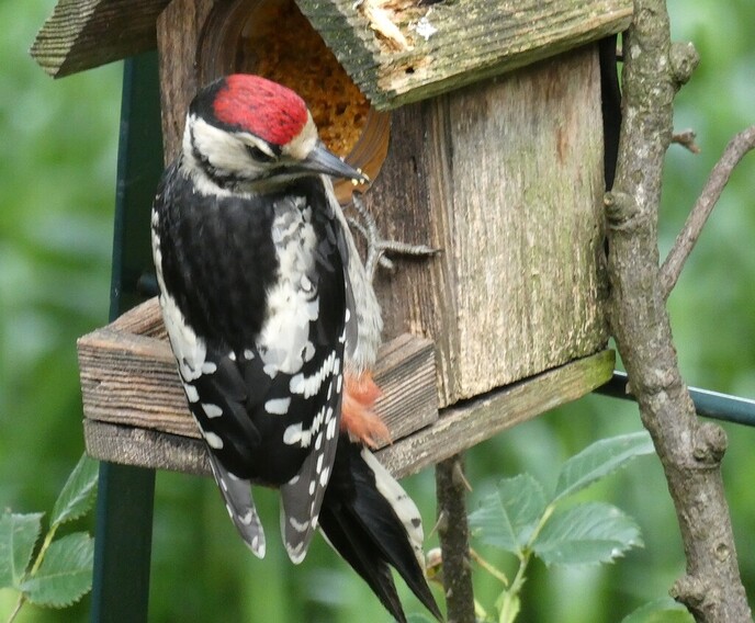 Helaas pindakaas - Foto: Ingezonden foto