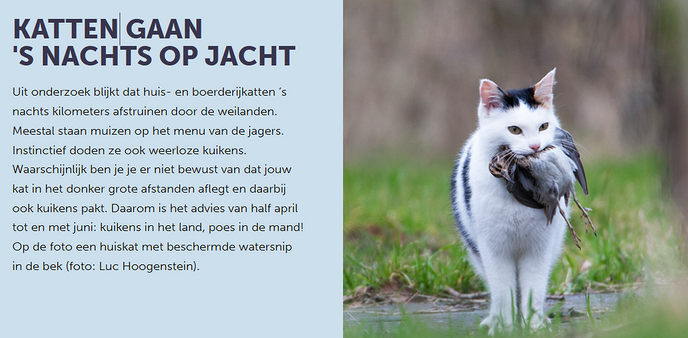 Kuikens in het land, poes in de mand