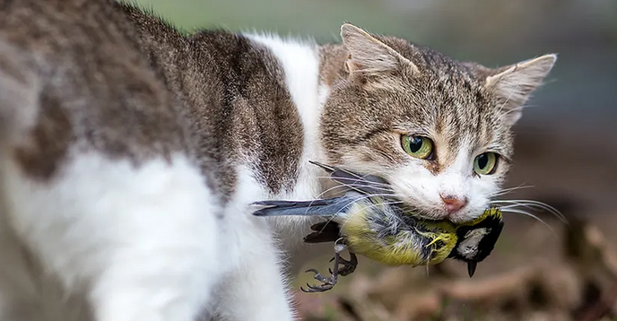 Kuikens in het land, poes in de mand