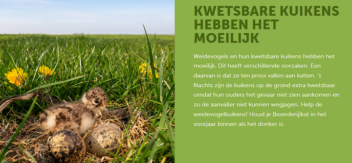 Kuikens in het land, poes in de mand