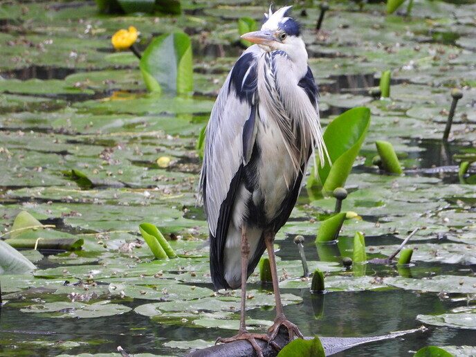 Rudolf: een reiger is gewoon een mooie vogel - Foto: Ingezonden foto