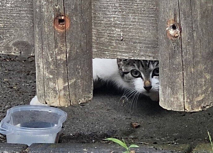 Kitten die zijn huis kwijt is…. - Foto: Ingezonden foto