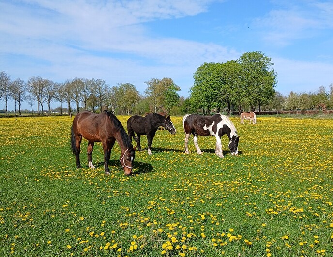 Kijk & Doe-dag bij Stichting ’t Olde Manegepeerd - Foto: Ingezonden foto