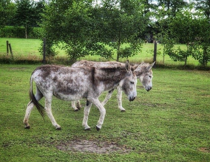 Het blijft prachtig om even langs de natuurboerderij BalkInn te wandelen - Foto: Femmie Smink