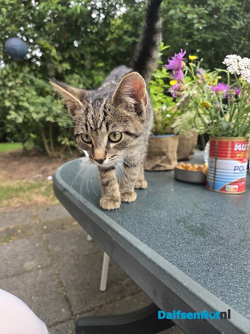 Wie kent dit katje - Foto: Ingezonden foto