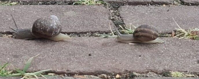 Wedstrijd - Foto: Gruune Jopie
