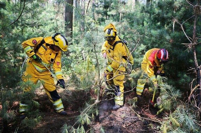Sterke bossen van de toekomst helpen tegen brand - Foto: Ingezonden foto