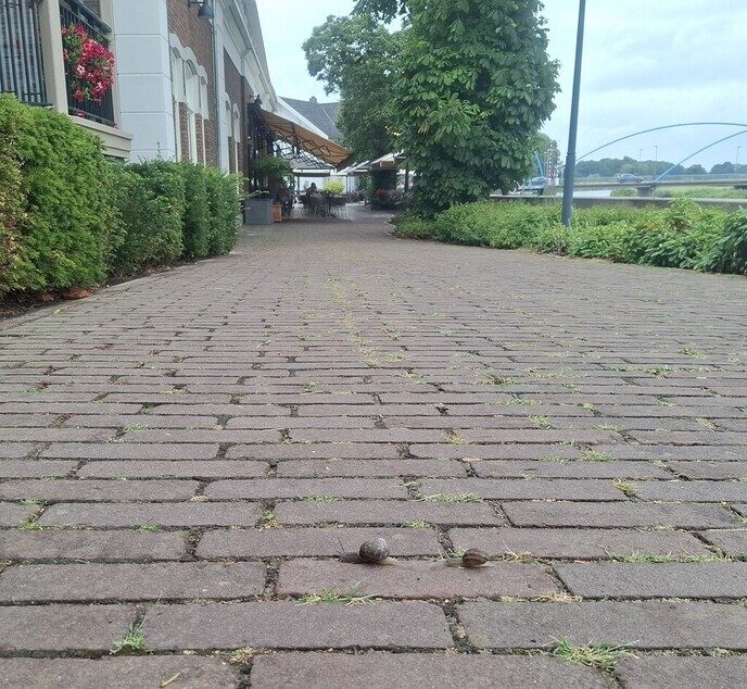 Wedstrijd