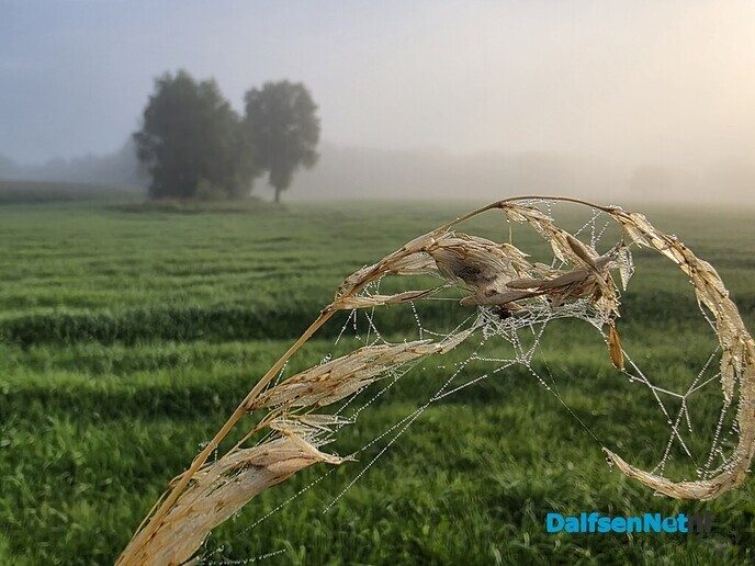 Mist erieus - Foto: Ingezonden foto
