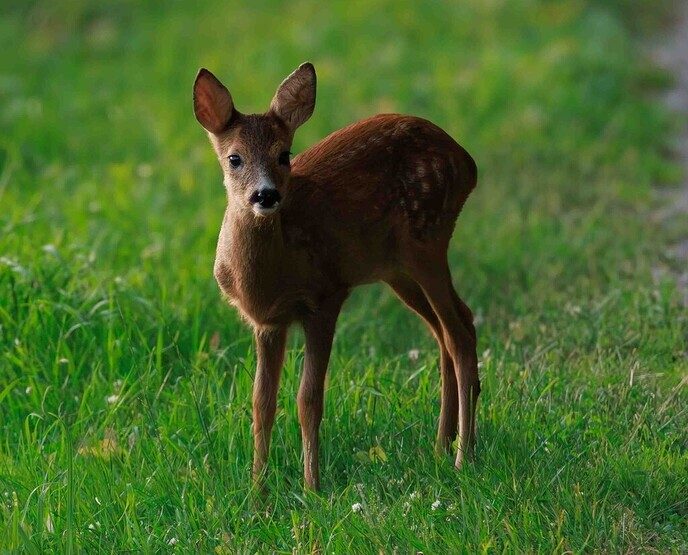 Dierenvriend Jacob Aart heeft weer wat leuks