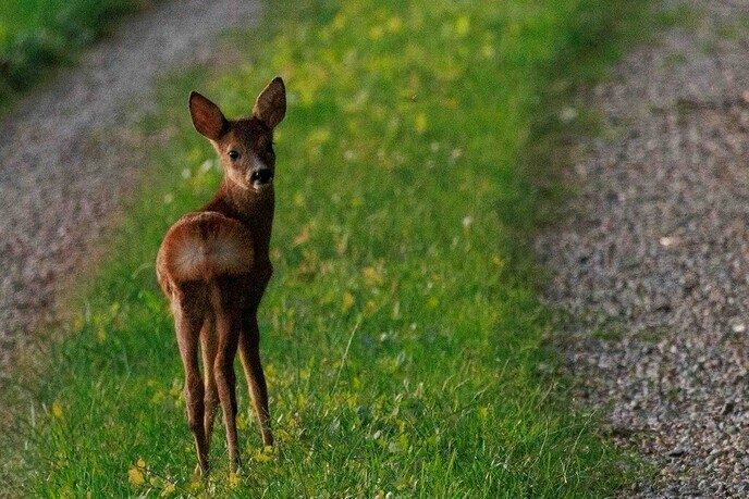 Dierenvriend Jacob Aart heeft weer wat leuks - Foto: Ingezonden foto