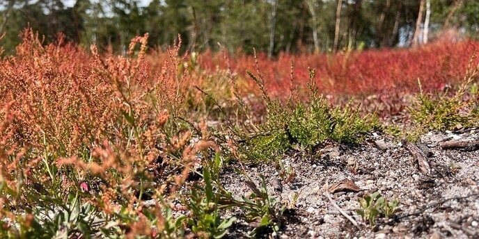 Werkzaamheden op de  Lemelerberg hervat 31 augustus - Foto: Ingezonden foto