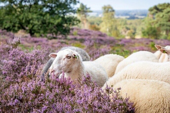Werkzaamheden op de  Lemelerberg hervat 31 augustus - Foto: Ingezonden foto