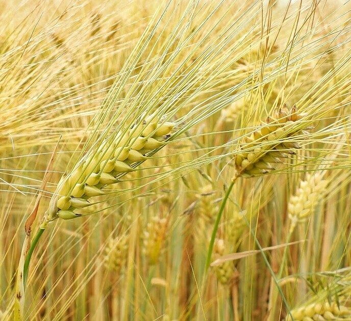 Agrariërs zijn druk - Foto: Femmie Smink