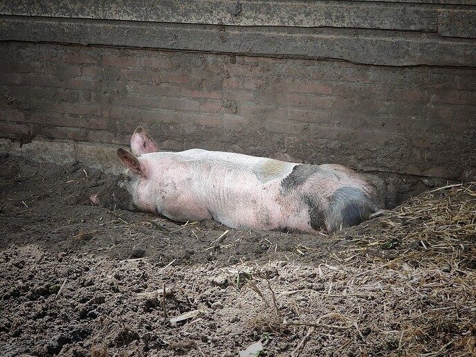 Landjuweel de Hoeve (2) - Foto: Femmie Smink
