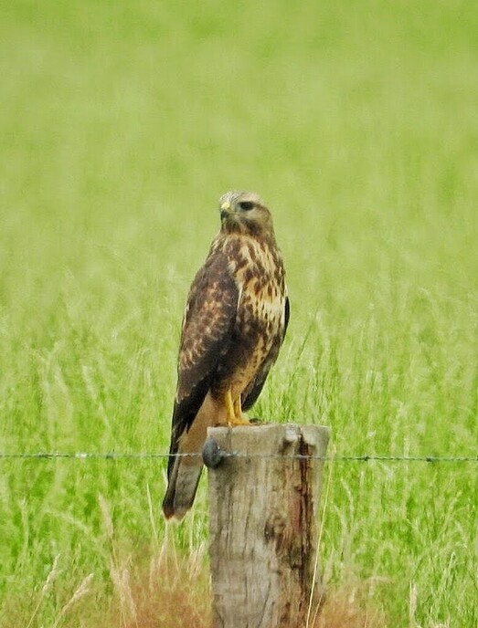 De meest voorkomende roofvogel in Nederland - Foto: Femmie Smink