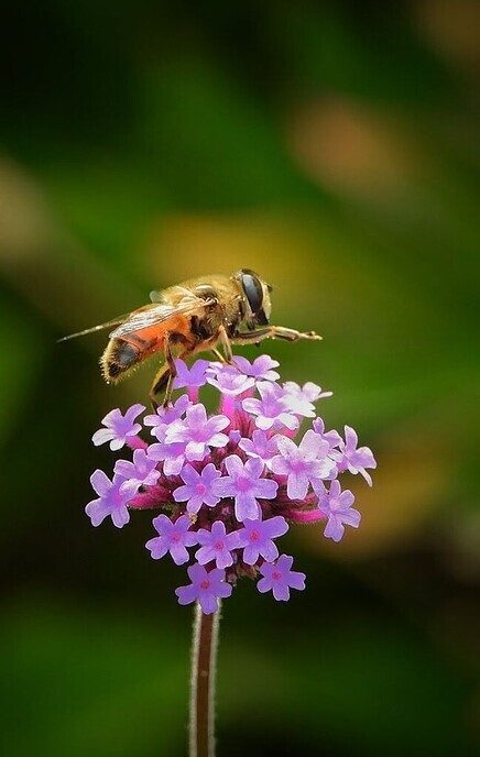 In de tuin is ook gewoon van alles te zien en mooi dichtbij - Foto: Femmie Smink