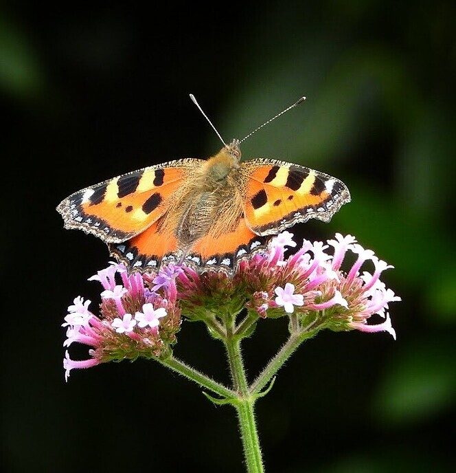 In de tuin is ook gewoon van alles te zien en mooi dichtbij - Foto: Femmie Smink