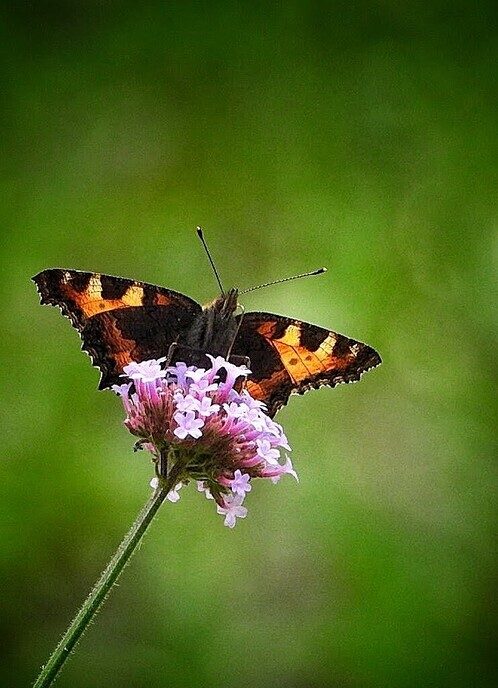 In de tuin is ook gewoon van alles te zien en mooi dichtbij - Foto: Femmie Smink