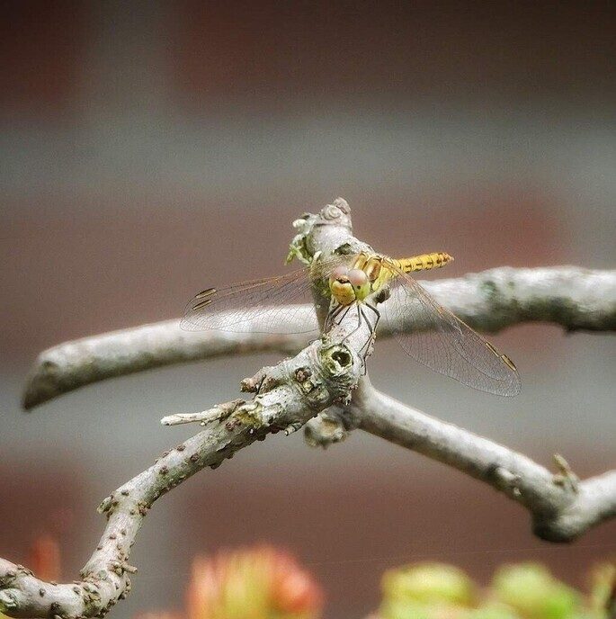 In de tuin is ook gewoon van alles te zien en mooi dichtbij - Foto: Femmie Smink