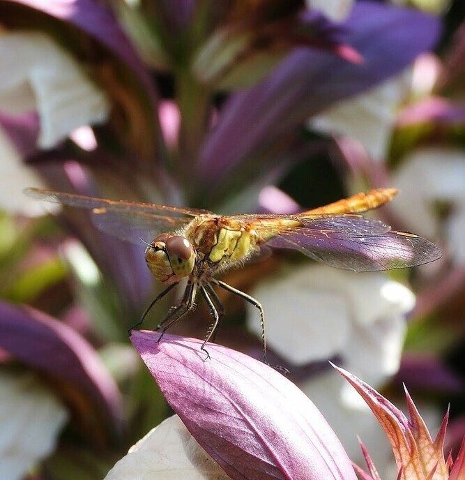 In de tuin is ook gewoon van alles te zien en mooi dichtbij - Foto: Femmie Smink