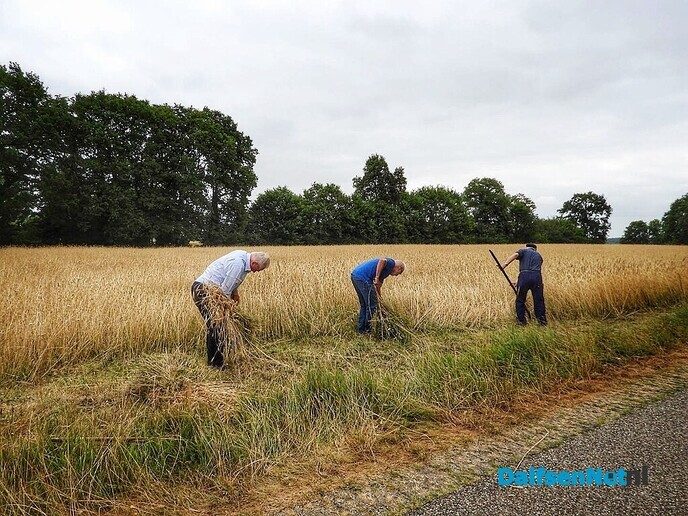Roggemaaien aan de Schotweg (deel 1) - Foto: Femmie Smink