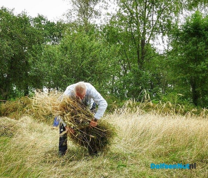 Roggemaaien aan de Schotweg (deel 1) - Foto: Femmie Smink