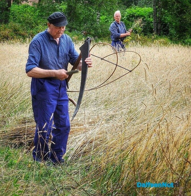 Roggemaaien aan de Schotweg (deel 1) - Foto: Femmie Smink