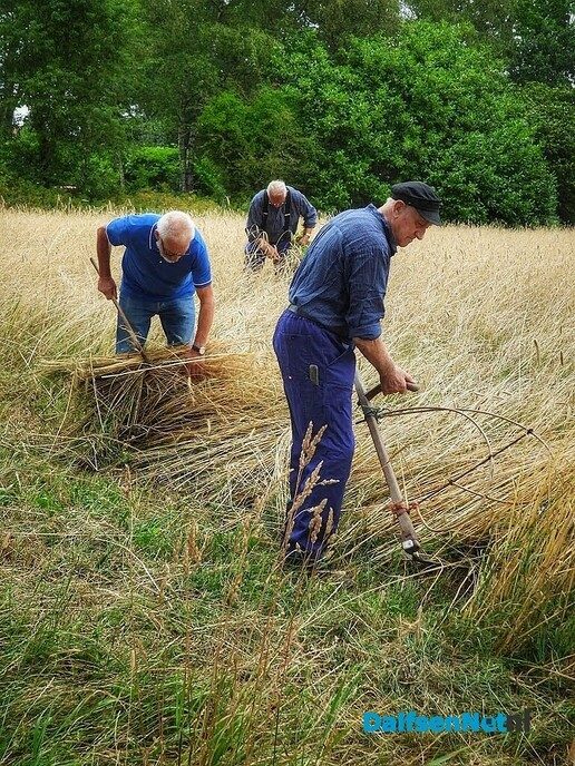 Roggemaaien aan de Schotweg (deel 1) - Foto: Femmie Smink