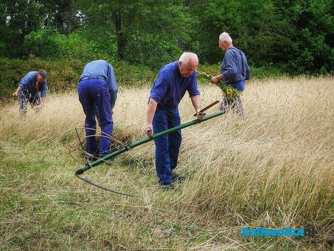 Roggemaaien aan de Schotweg (deel 1) - Foto: Femmie Smink