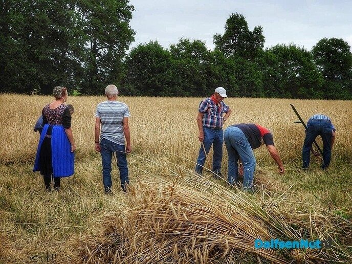 Roggemaaien aan de Schotweg (deel 1) - Foto: Femmie Smink