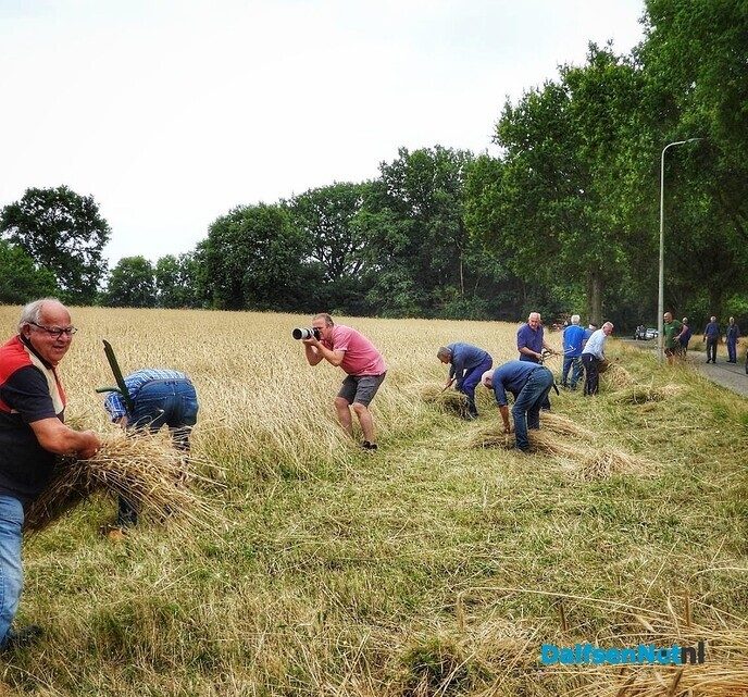 Roggemaaien aan de Schotweg (deel 1) - Foto: Femmie Smink