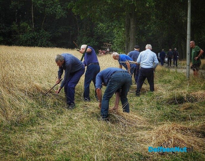 Roggemaaien aan de Schotweg (deel 1) - Foto: Femmie Smink