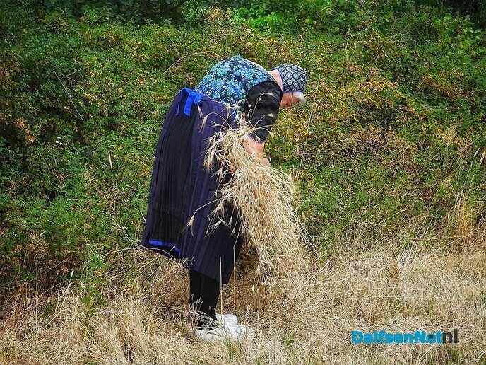 Roggemaaien aan de Schotweg (deel 1) - Foto: Femmie Smink