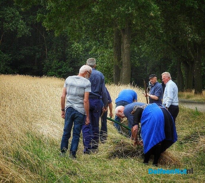 Roggemaaien aan de Schotweg (deel 1) - Foto: Femmie Smink