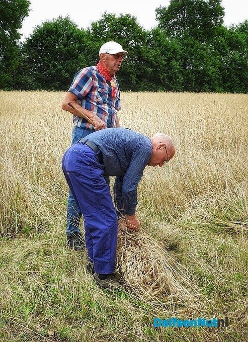 Roggemaaien aan de Schotweg (deel 1) - Foto: Femmie Smink