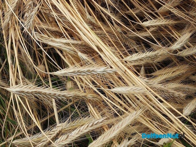 Roggemaaien aan de Schotweg (deel 1) - Foto: Femmie Smink