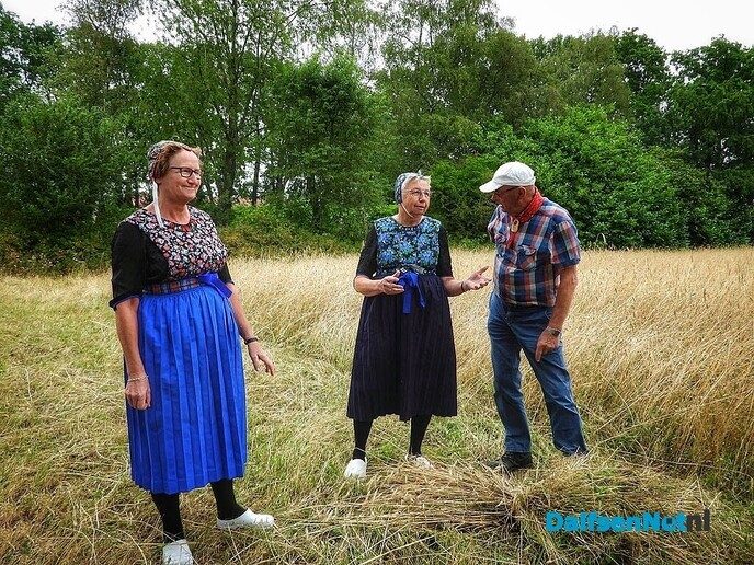 Roggemaaien aan de Schotweg (deel 1) - Foto: Femmie Smink