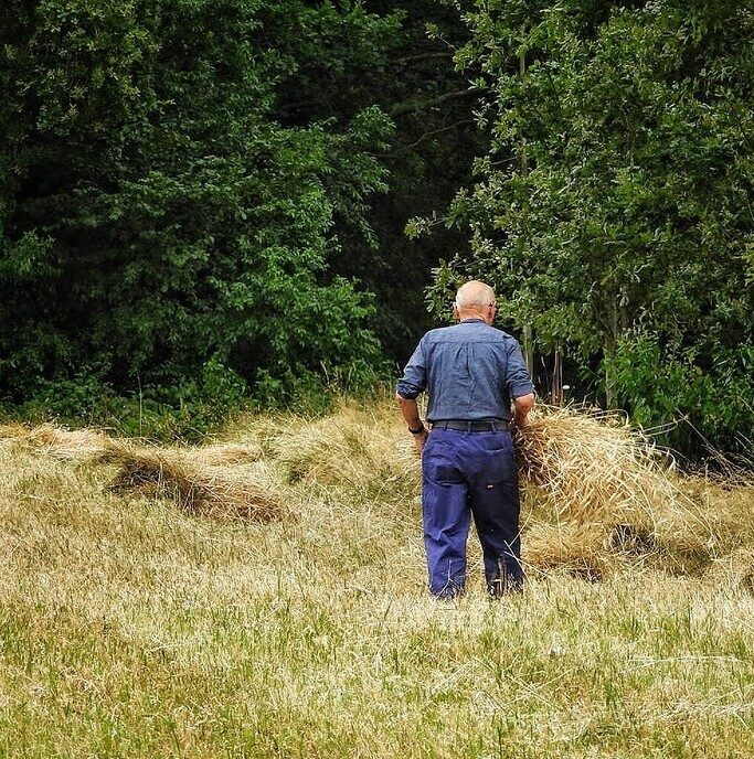 Pannenkoeken eten bij het roggemaaien (Deel 2) - Foto: Femmie Smink