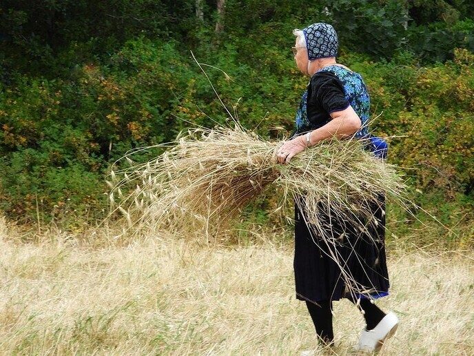 Pannenkoeken eten bij het roggemaaien (Deel 2) - Foto: Femmie Smink