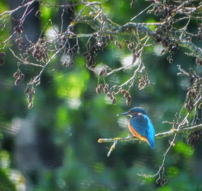 Femmie op zoek naar ijsvogels, het was er wel weer voor