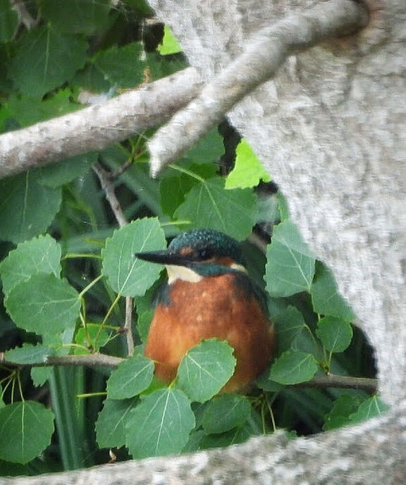 Femmie op zoek naar ijsvogels, het was er wel weer voor - Foto: Femmie Smink