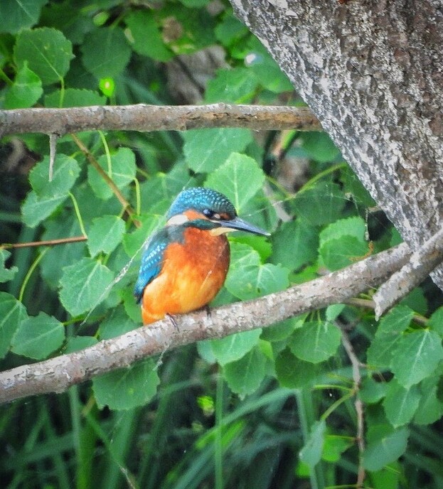 Femmie op zoek naar ijsvogels, het was er wel weer voor - Foto: Femmie Smink