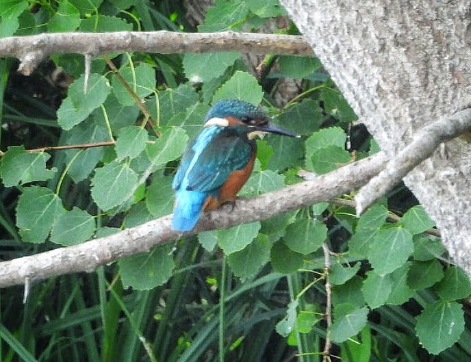 Femmie op zoek naar ijsvogels, het was er wel weer voor - Foto: Femmie Smink