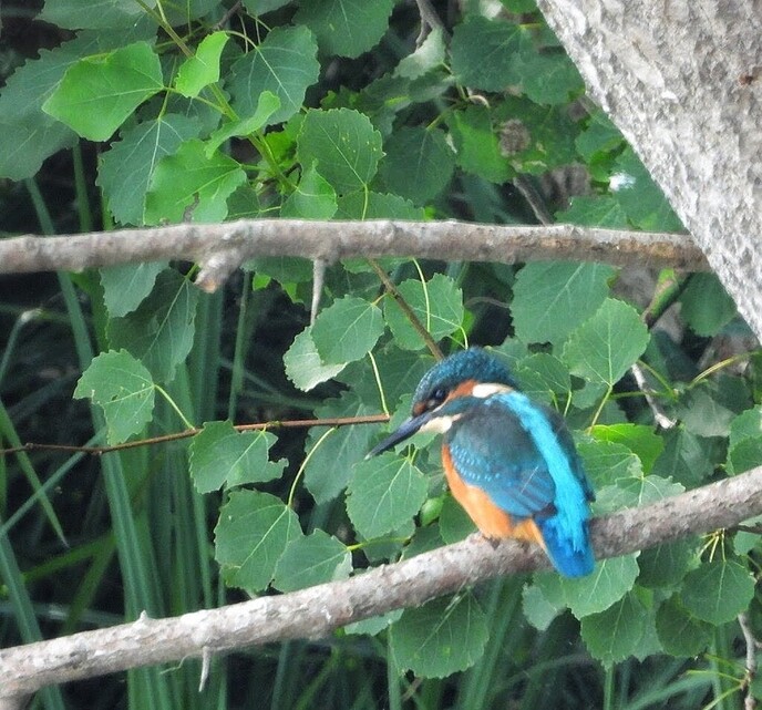Femmie op zoek naar ijsvogels, het was er wel weer voor - Foto: Femmie Smink