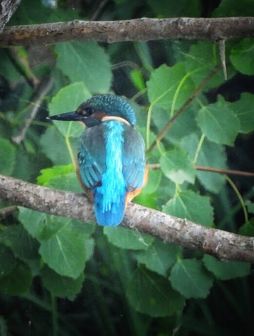 Femmie op zoek naar ijsvogels, het was er wel weer voor - Foto: Femmie Smink